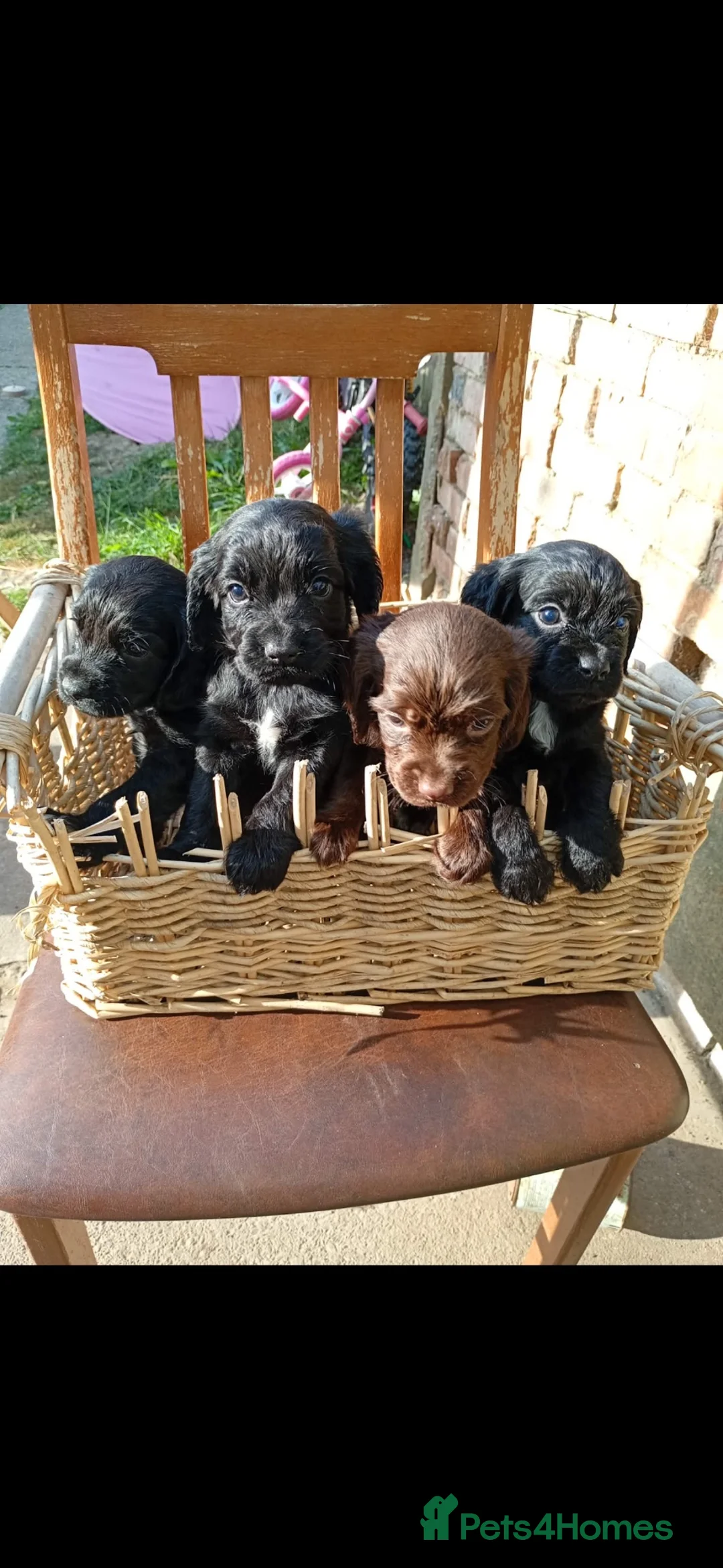 Cocker Spaniel dogs for sale: cocker spaniel pups  - Advert 1
