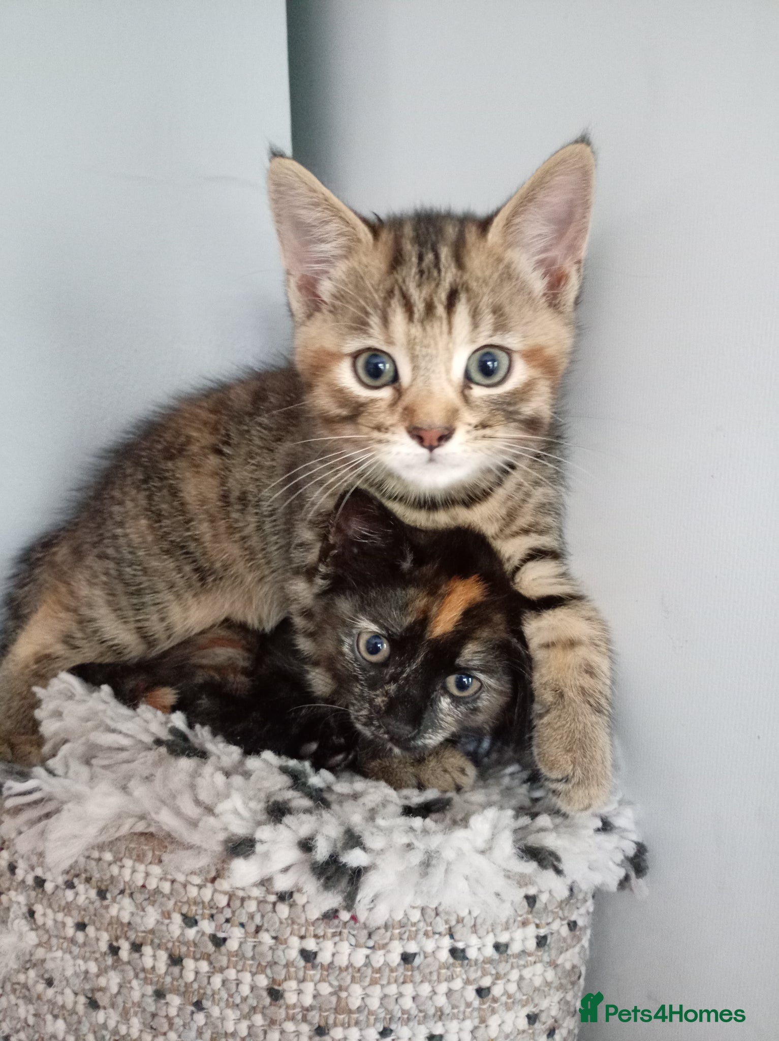 Pixie Bob cats Pixie bob kittens 3 female  - Advert 9