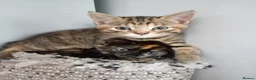 Pixie Bob cats for sale: Pixie bob kittens 3 female  - Advert 1