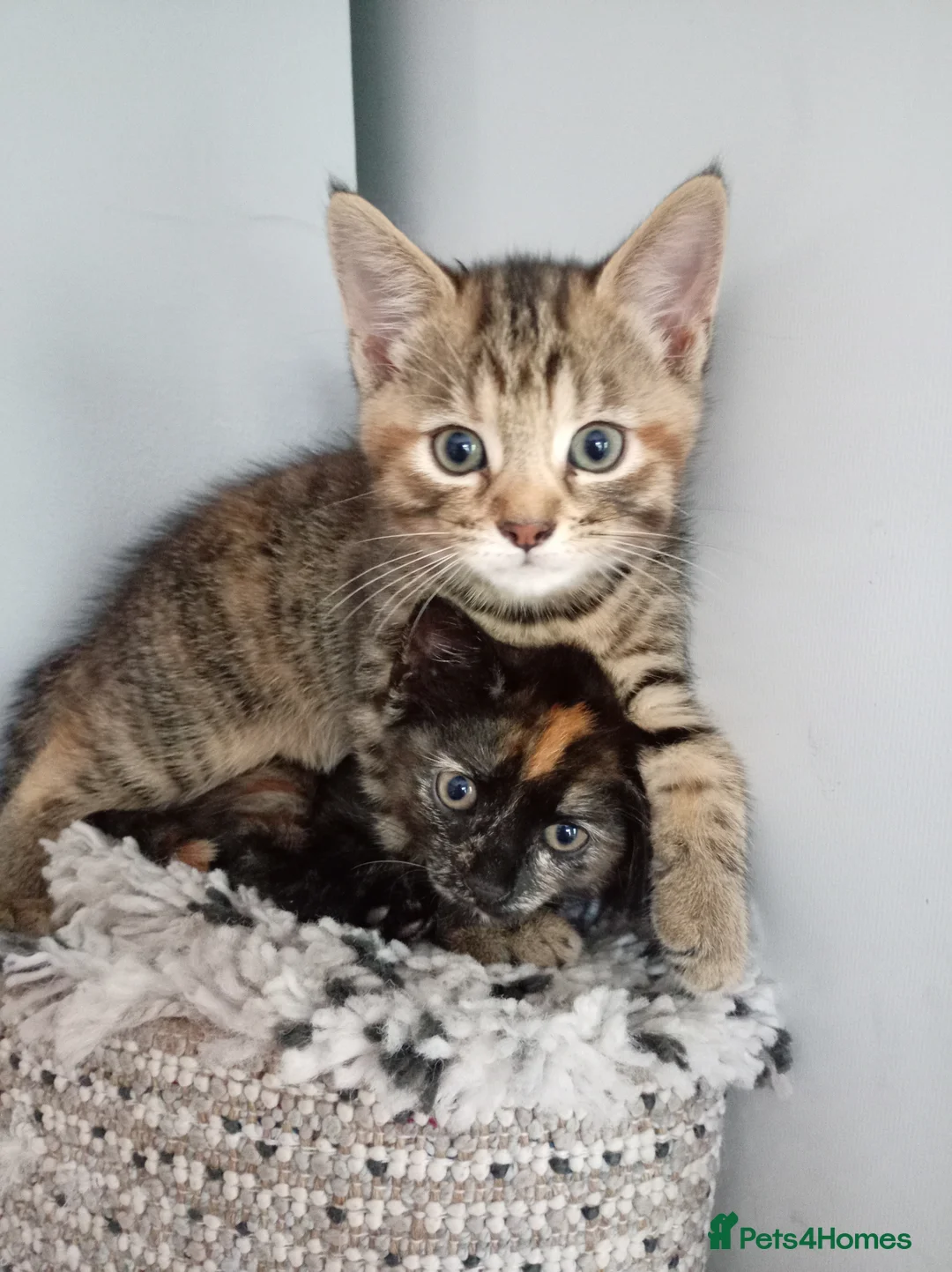 Pixie Bob cats for sale: Pixie bob kittens 3 female  - Advert 1