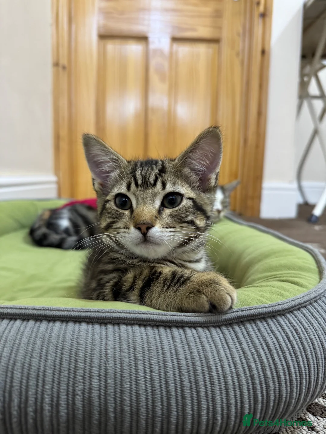 British Shorthair cats for sale: Mixed coloured kitten for sale  - Advert 8
