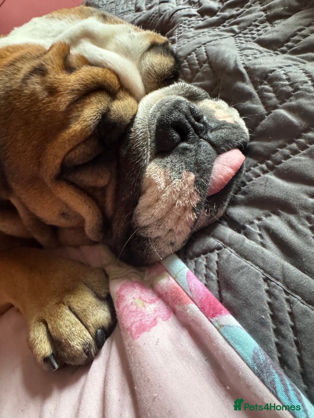 English Bulldog dogs for sale: English Bulldog Needs new Home  - Image 4