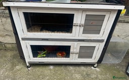 Guinea Pig rodents for sale: 4 Guinea pigs, hutches and accessories  - Image 9