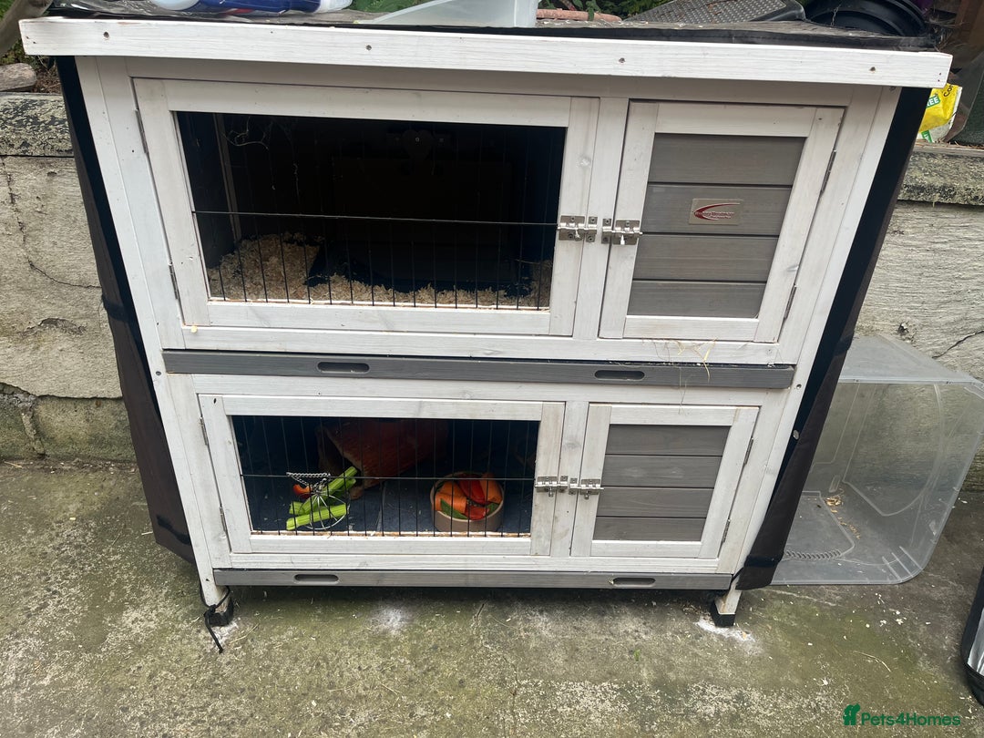 Guinea Pig rodents for sale: 4 Guinea pigs, hutches and accessories  - Image 9