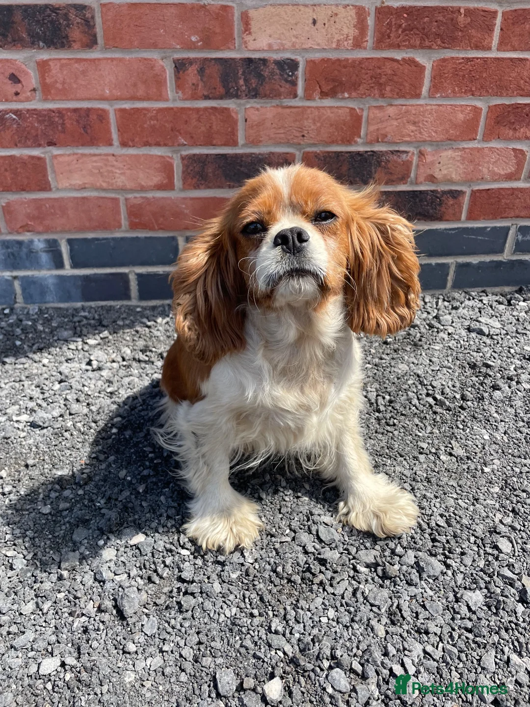 Cavalier King Charles Spaniel dogs for sale: beautiful cavalier dog - Advert 2