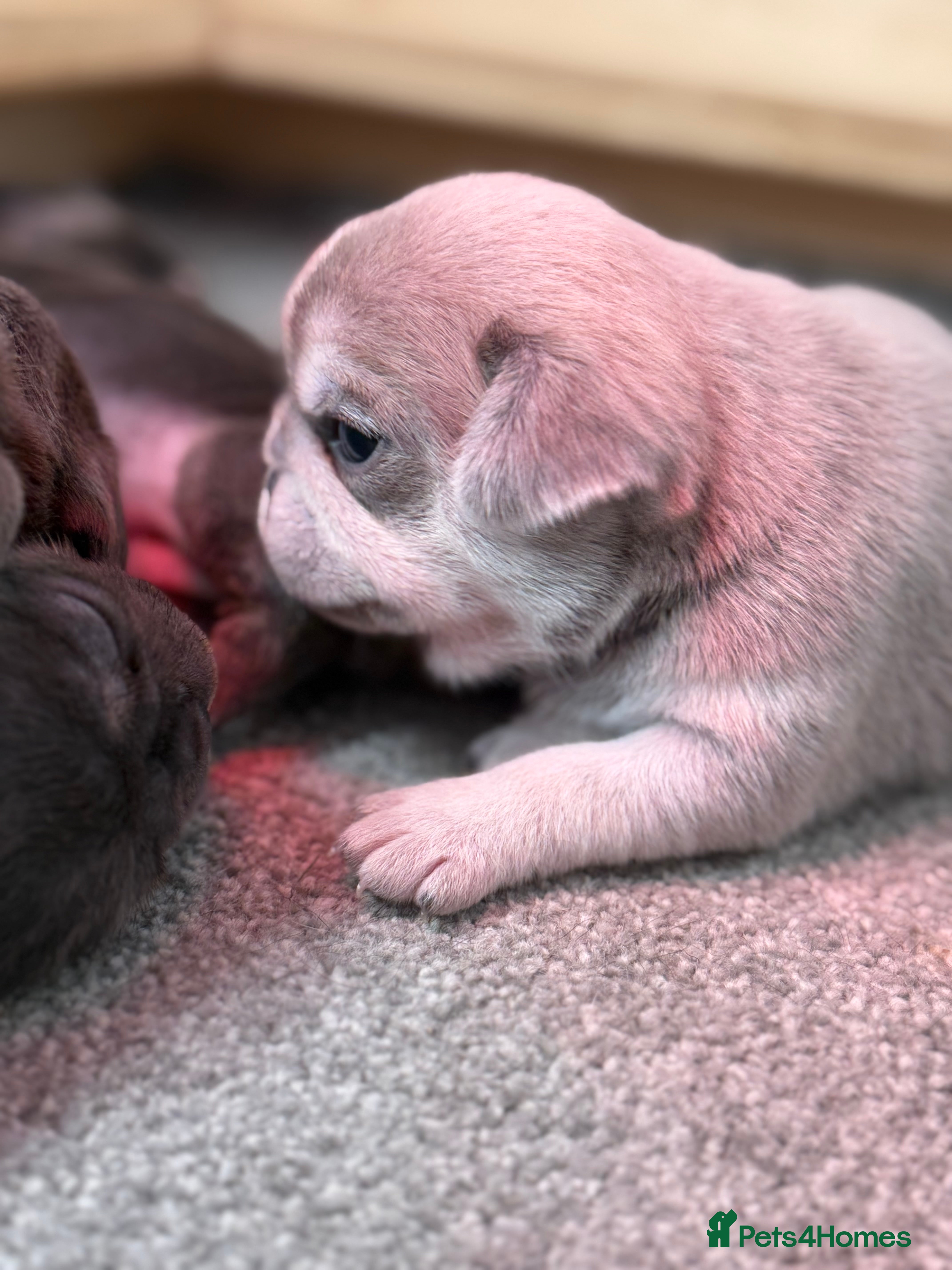 Pug dogs Rare coloured pug puppies available  - Advert 10