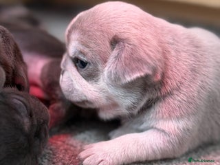 Pug dogs Rare coloured pug puppies available - Advert 4