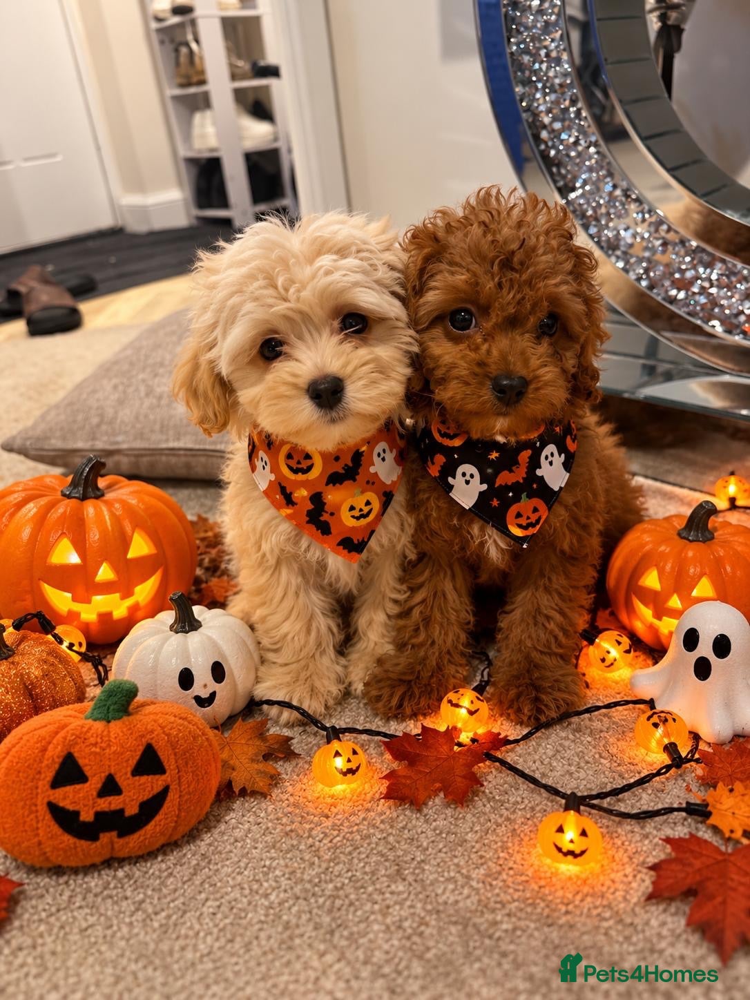 Maltipoo dogs for sale: 🐾🎃 5 GORGEOUS ASIAN  **  MALTIPOO PUPPIES! 🎃 - Advert 1
