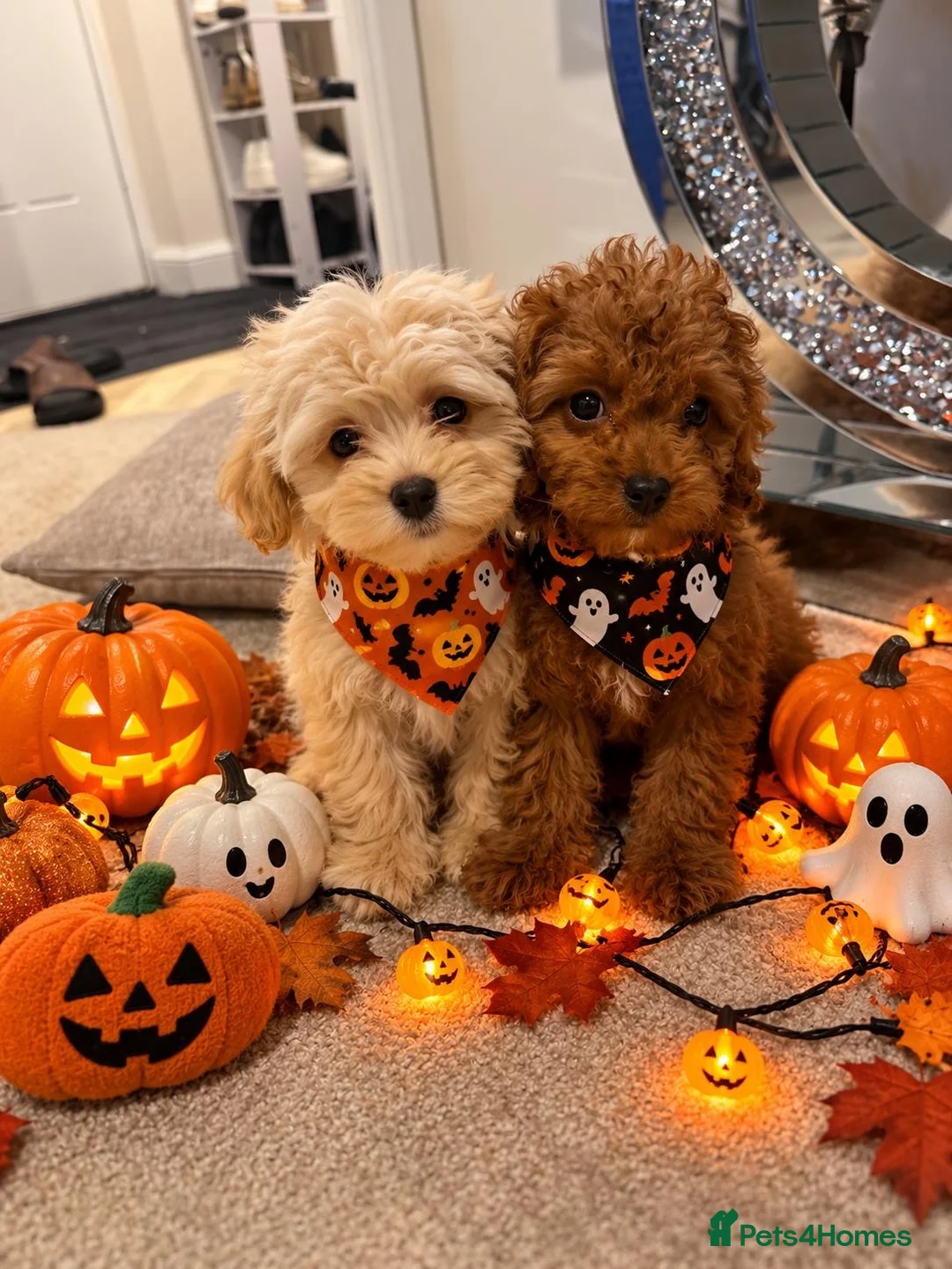 Maltipoo dogs for sale: 🐾🎃 5 GORGEOUS ASIAN  **  MALTIPOO PUPPIES! 🎃 - Advert 1