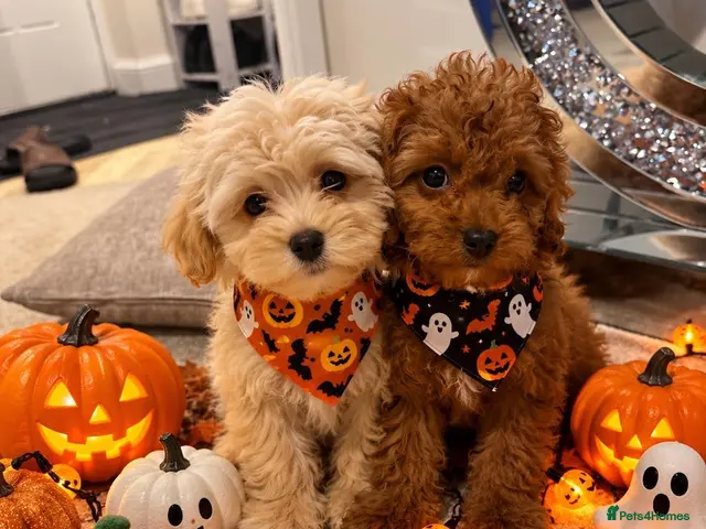 Maltipoo dogs for sale: 🐾🎃 5 GORGEOUS ASIAN ** MALTIPOO PUPPIES! 🎃 - Advert 1
