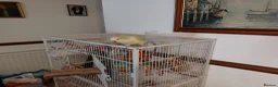 Parrots birds for sale: Quaker parrot also known as a monk parrot in Llanelli - Advert 3