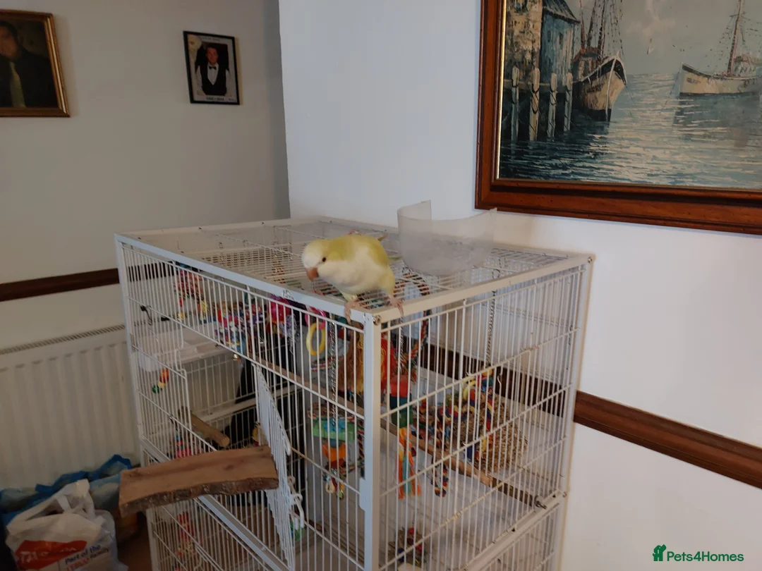 Parrots birds for sale: Quaker parrot also known as a monk parrot in Llanelli - Advert 3