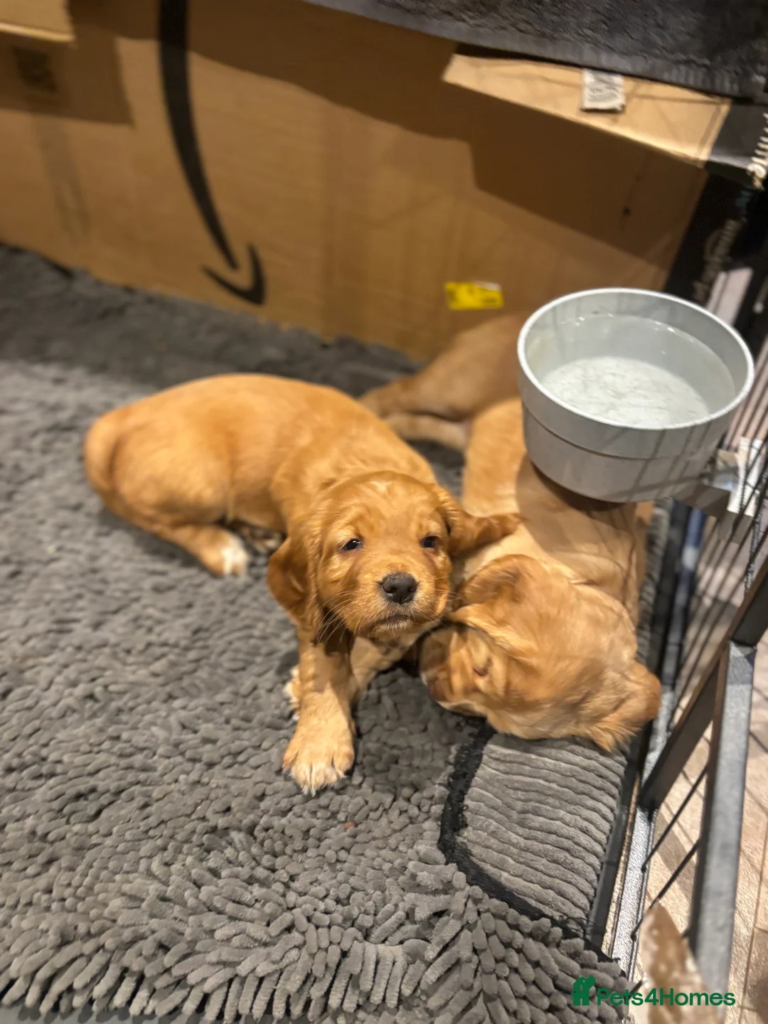 Cocker Spaniel dogs for sale: Working cocker spaniel pups - Advert 8