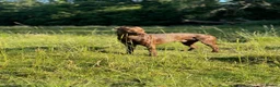 Mixed Breed dogs for sale: Patterdale x lurcher in Bracknell - Advert 2