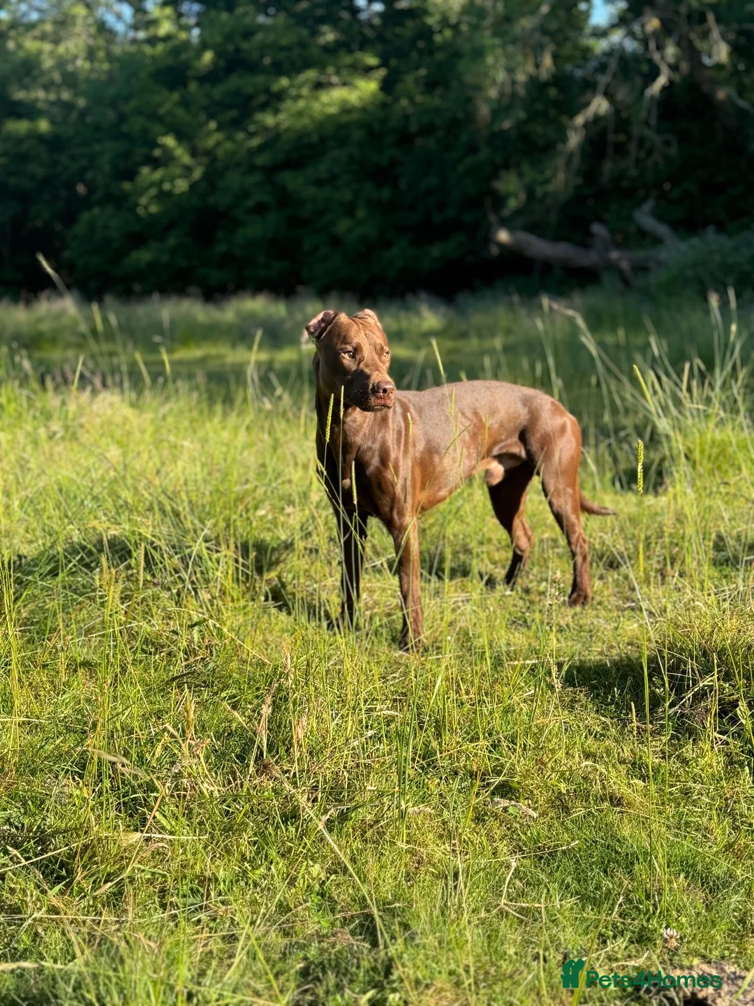 Mixed Breed dogs for sale: Patterdale x lurcher in Bracknell - Advert 2