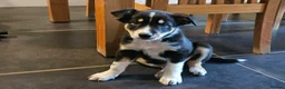 Border Collie dogs for sale: Beautiful Border Collie Pups for sale - Advert 11