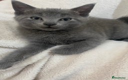 Mixed Breed cats for sale: 3 2 month old TORTIE x BRITISH SHORTHAIR KITTENS - Image 11