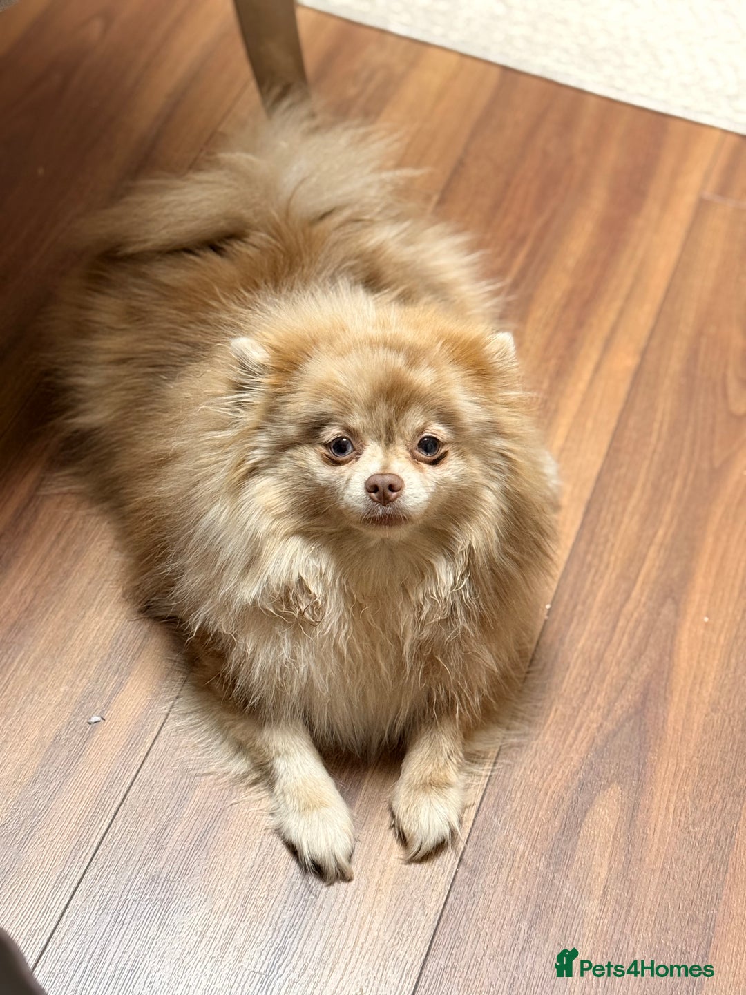 Pomeranian dogs for sale: Small & Fluffy Pomeranian Puppies Ready to Reserve - Advert 19