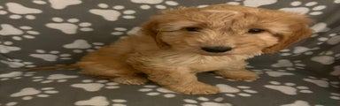 Cavapoo Puppy 1