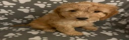 Cavapoo dogs for sale: Cavapoo puppie - Advert 8