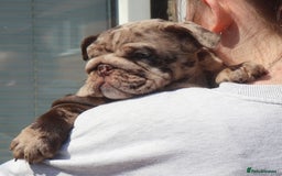 English Bulldog dogs for sale: Bettie & 007 babies short compact   - Image 1