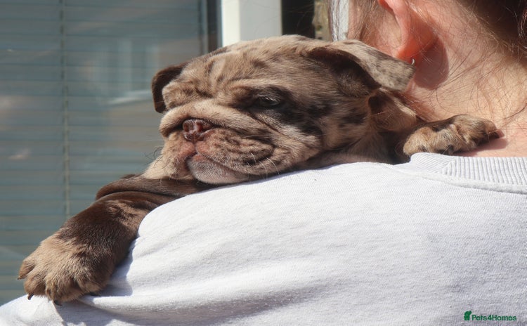 English Bulldog dogs - Advert 1