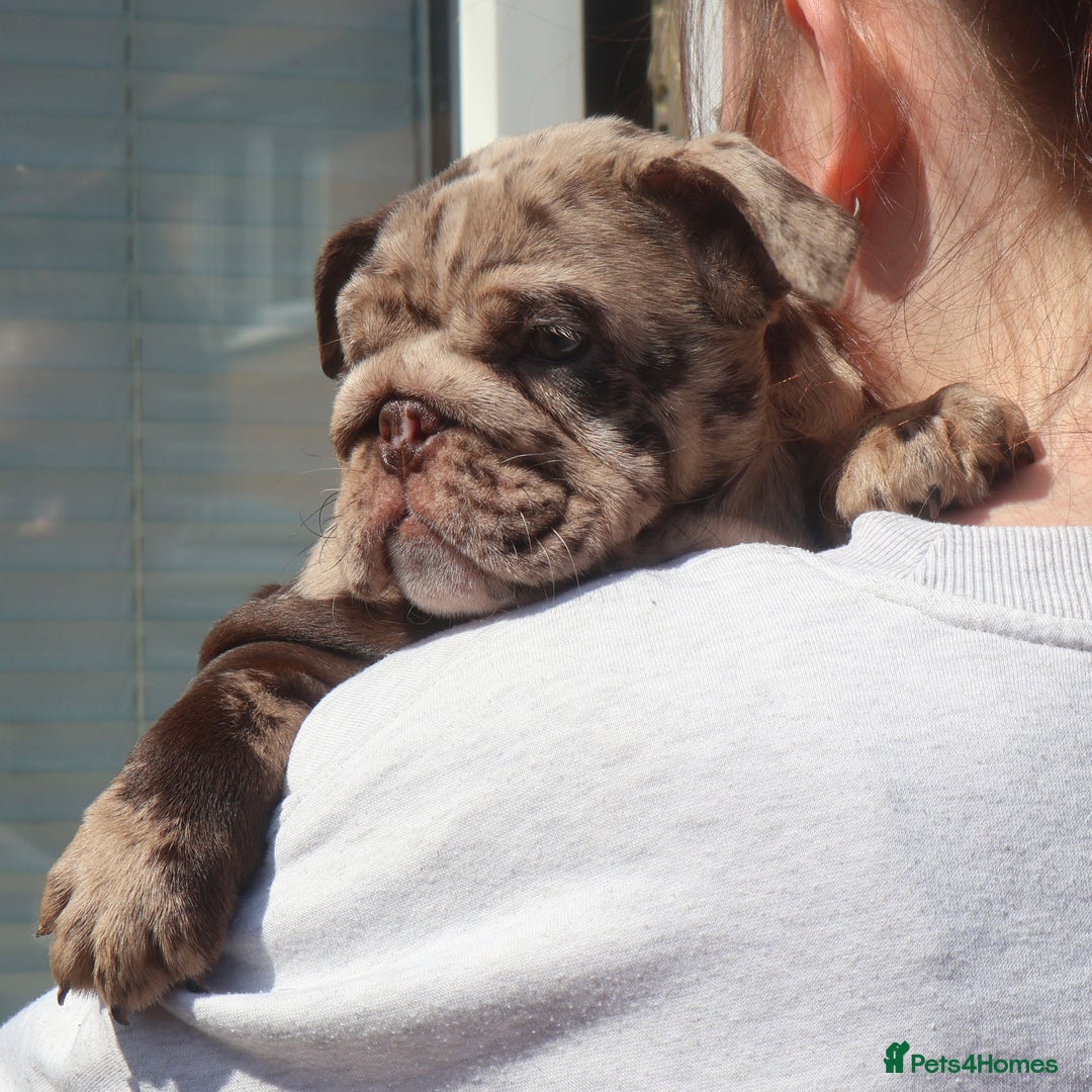 English Bulldog dogs for sale: Bettie & 007 babies short compact   - Image 1