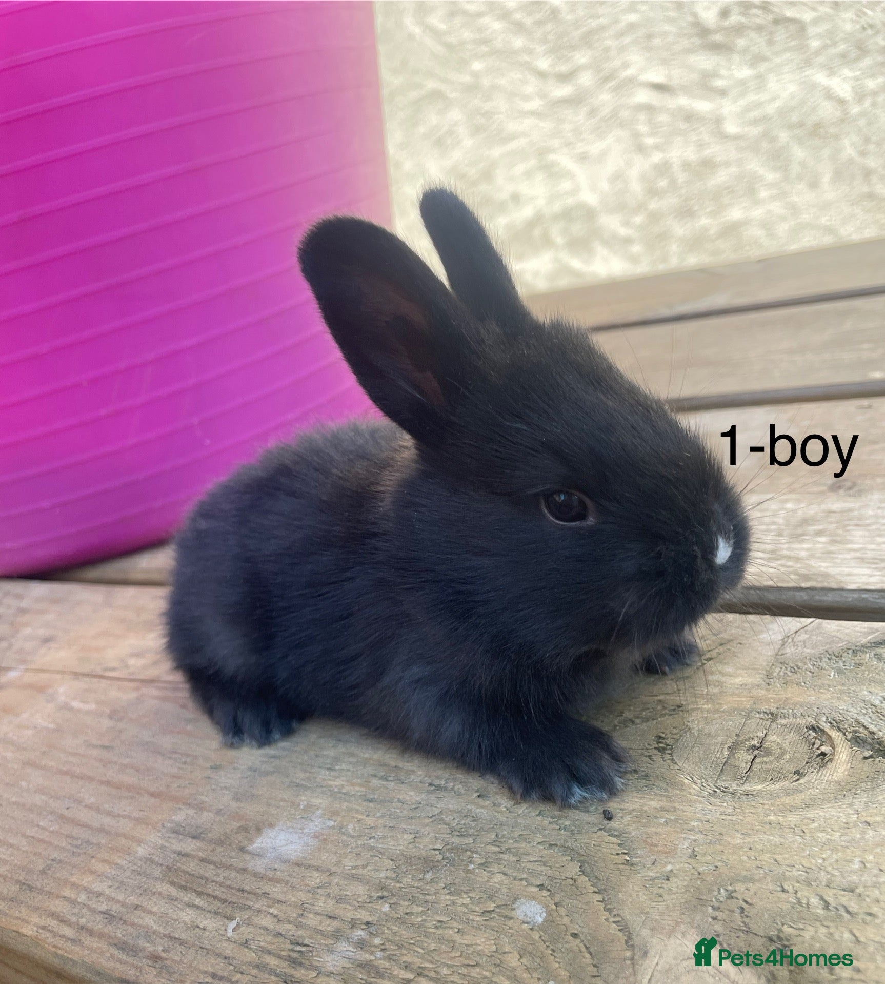 Continental Giant rabbits 💖 Pure bred continental giants💖 - Advert 13
