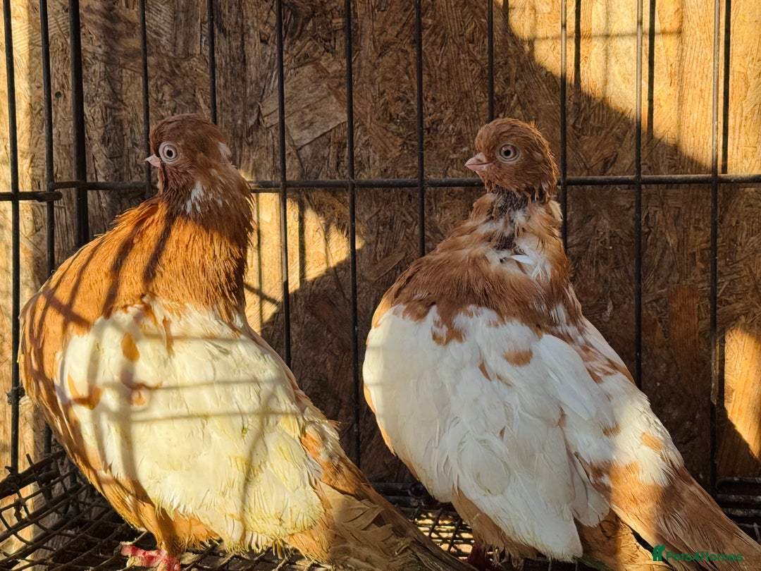 Pigeons birds for sale: RARE ENGLISH SHORTFACE TUMBLERS - Advert 9