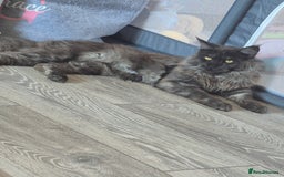 Maine Coon cats for stud: Tica Active Registered Black Smoke MaineCoon Stud in Heckmondwike - Image 12