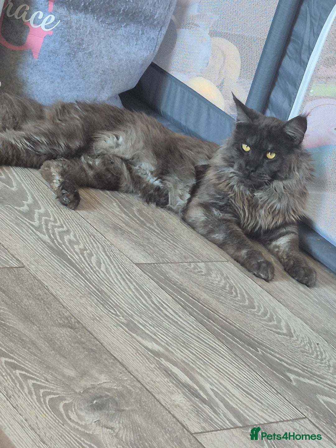 Maine Coon cats for stud: Tica Active Registered Black Smoke MaineCoon Stud in Heckmondwike - Image 12