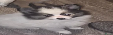 Pomeranian 2
