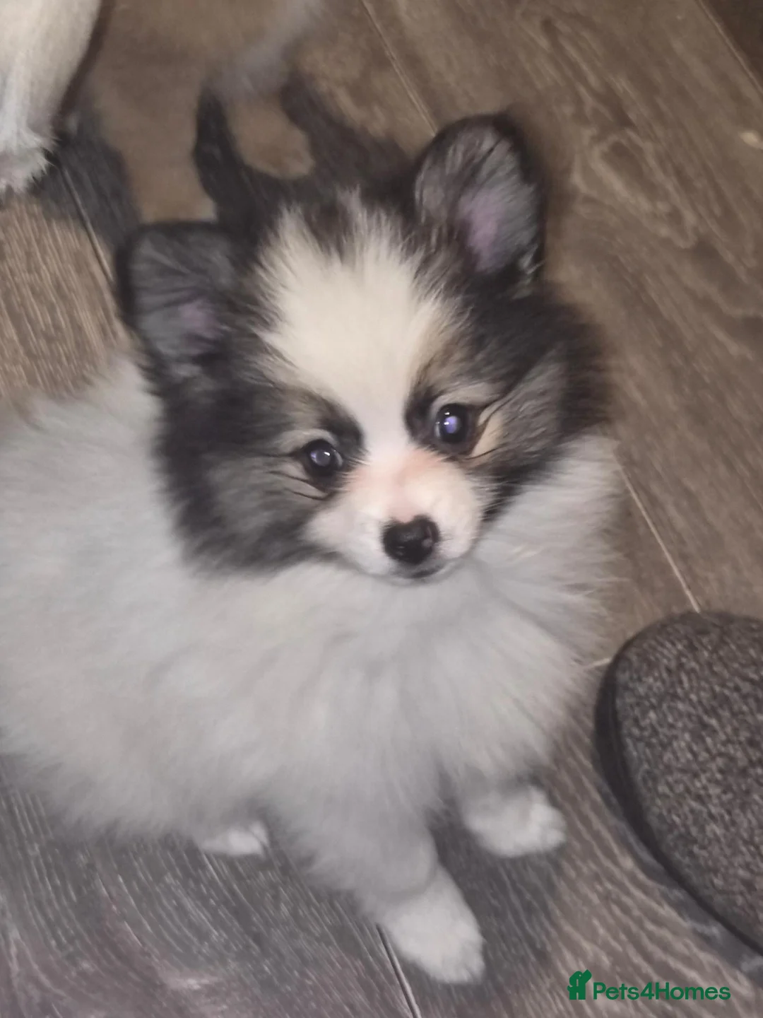 Pomeranian dogs for sale: 2 female pomeranian puppies  - Advert 2