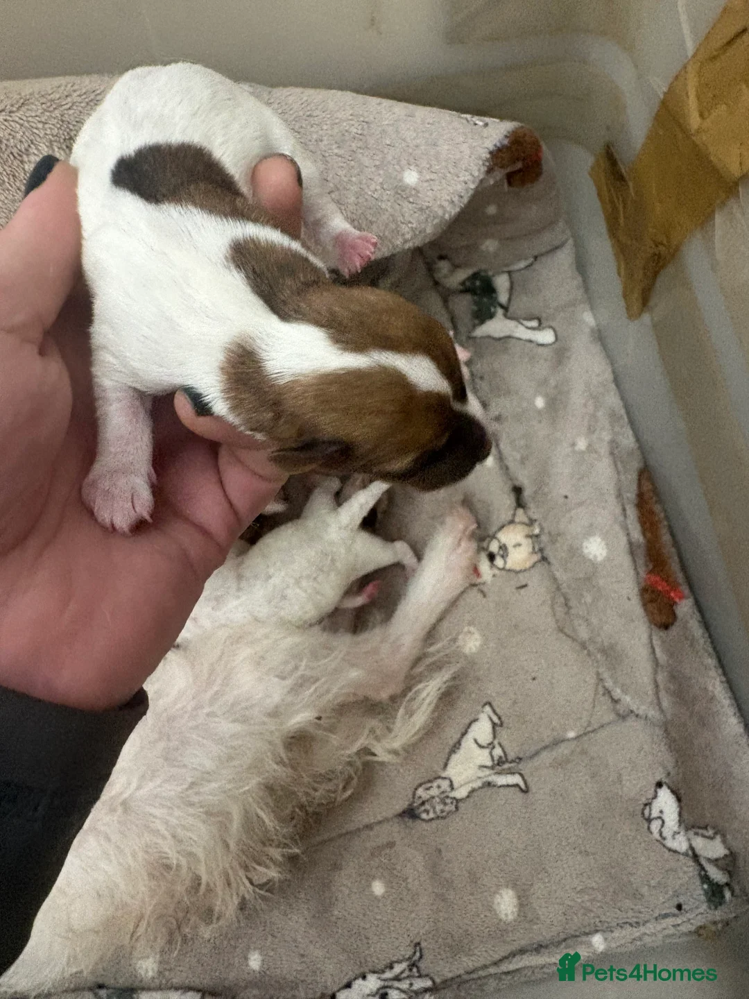 Jack Russell dogs for sale: Beautiful wire haired Jack Russell Puppies - Advert 6