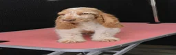Cocker Spaniel dogs for sale: Exceptional True Show winning Champion Cockers. - Advert 2