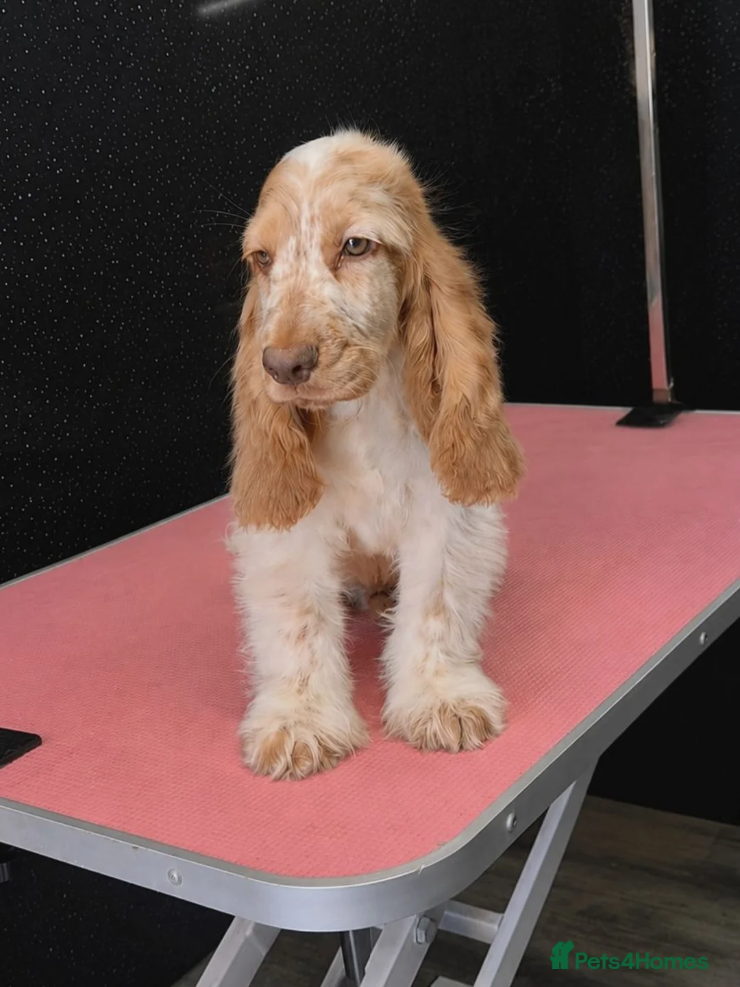 Cocker Spaniel dogs for sale: Exceptional True Show winning Champion Cockers. - Advert 2
