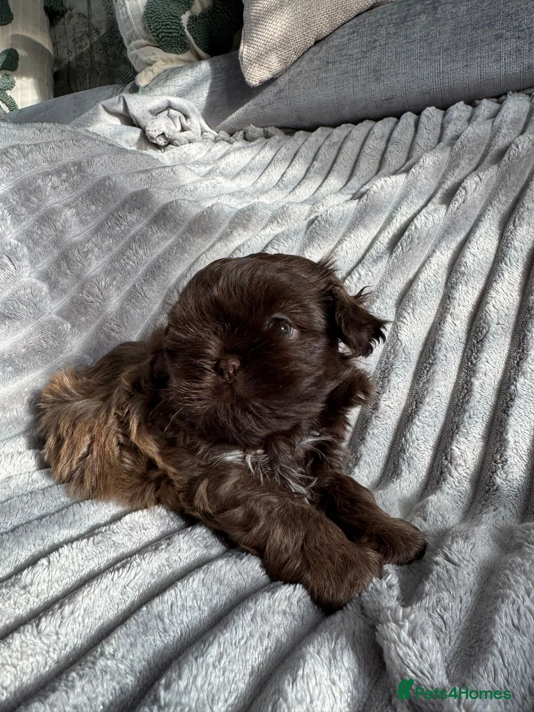 Shih Tzu dogs for sale: Beautiful chocolate boy available  - Advert 2