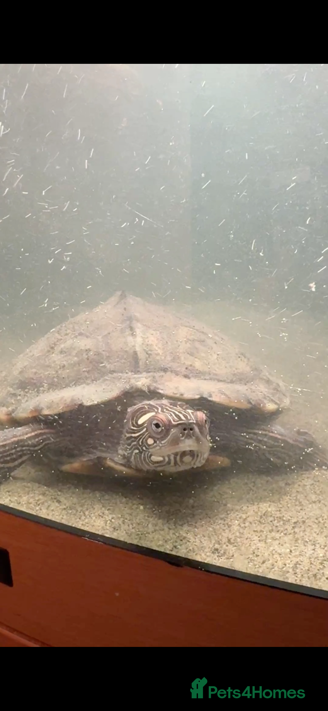 Turtle reptiles 2 turtles for sale  - Advert 12