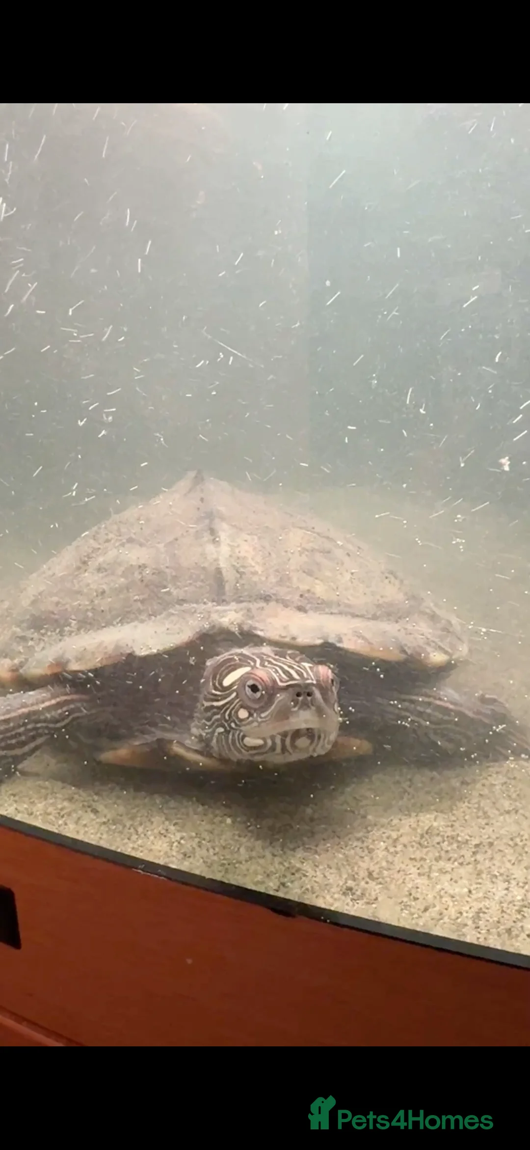 Turtle reptiles for sale: 2 turtles for sale  - Advert 1