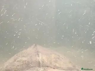 Turtle reptiles 2 turtles for sale - Advert 1