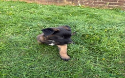 Belgian Shepherd Dog dogs for sale: Belgian malinois - Image 10