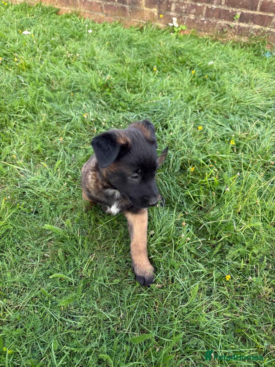 Belgian Shepherd Dog dogs for sale: Belgian malinois - Image 10