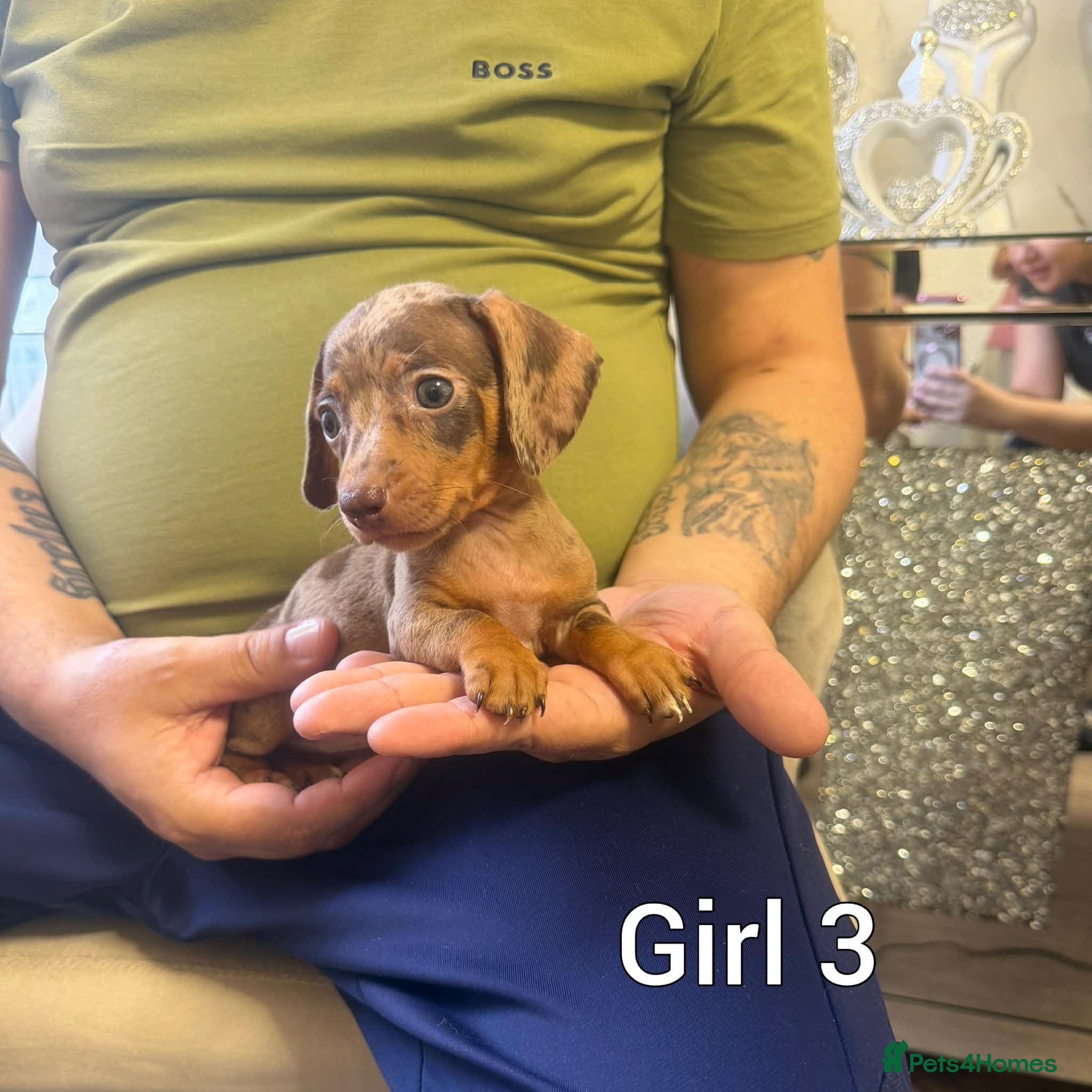 Miniature Dachshund dogs Miniature Dachshund - Advert 3