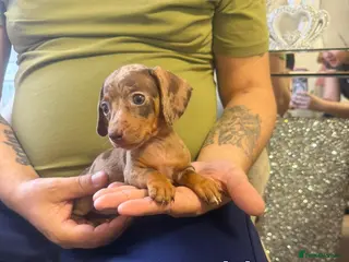 Miniature Dachshund dogs Miniature Dachshund - Advert 5