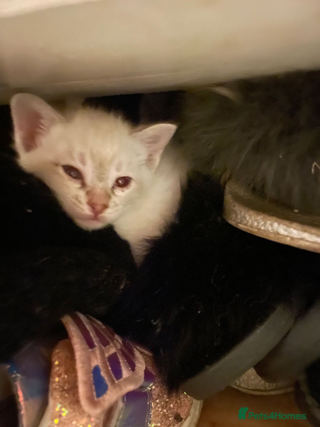 Bengal cats for sale: ABSOLUTELY BEAUTIFUL KITTENS 🐈‍⬛ XX - Advert 12