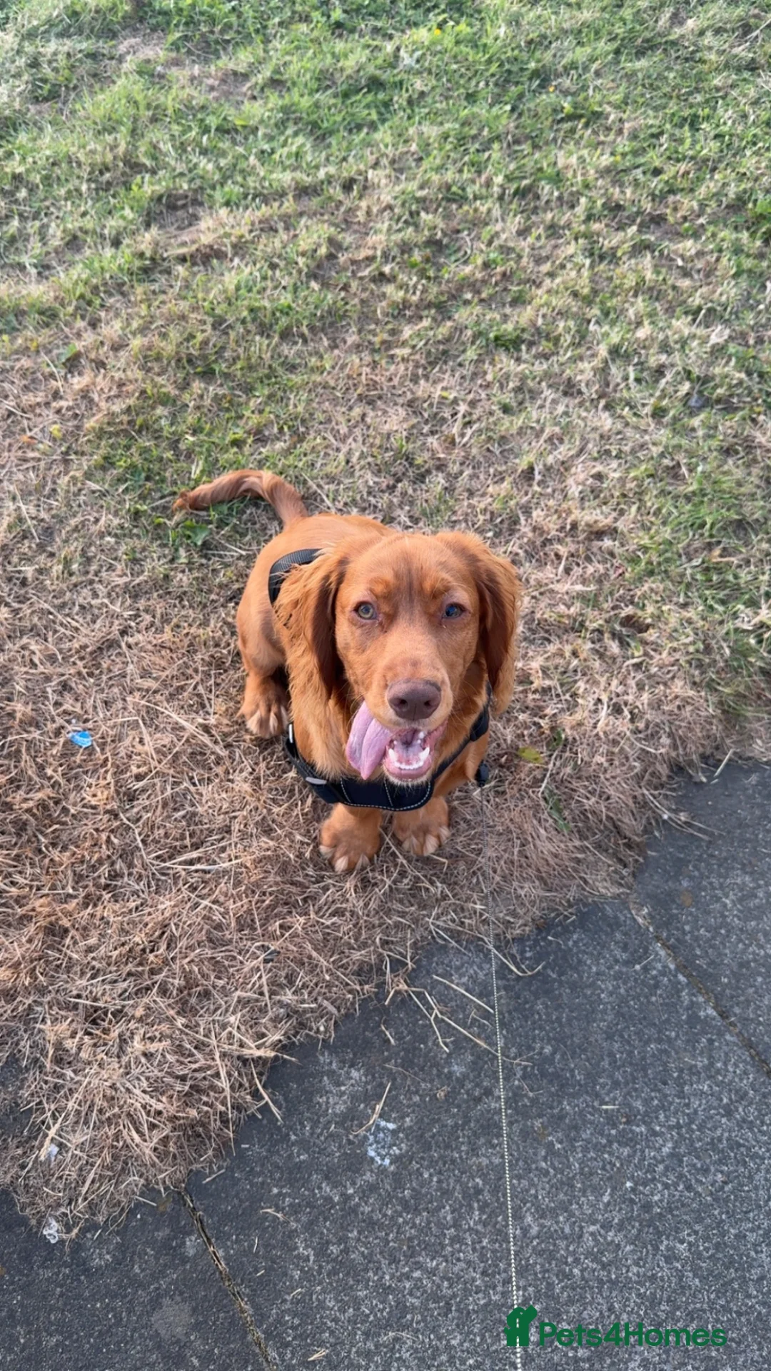 Cocker Spaniel dogs for sale: Reggie 8 months  in Houghton le Spring - Advert 2