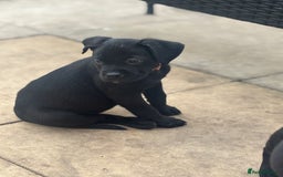 Mixed Breed dogs for sale: Rottweiler x staff puppies ready now  - Image 4