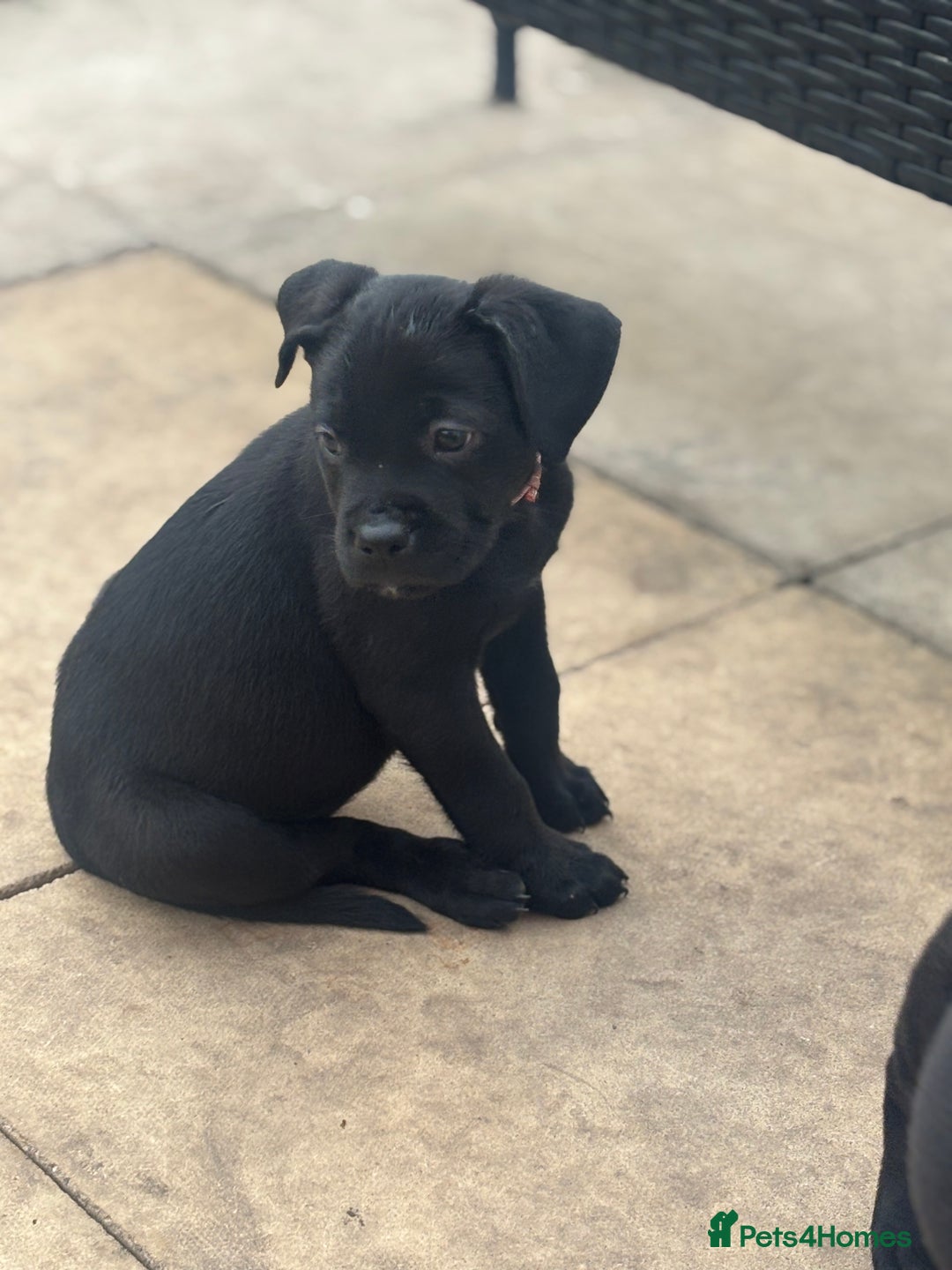 Mixed Breed dogs for sale: Rottweiler x staff puppies ready now  - Image 4