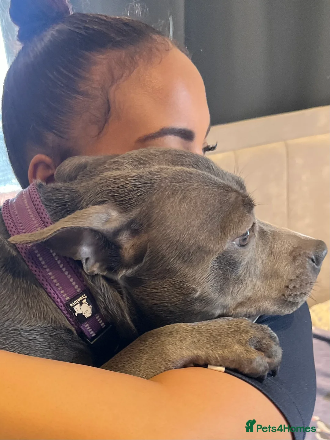 Staffordshire Bull Terrier dogs for sale: Female Blue Staffordshire Bull Terrier - Advert 4