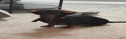 Dachshund dogs for sale: Cola  - Advert 3